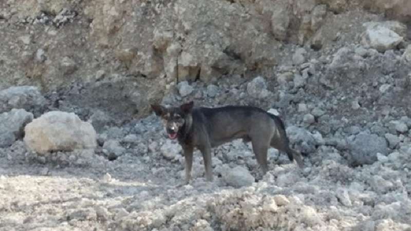 Il cane ha portato uno sconosciuto in montagna per salvare un bambino lasciato lì.
