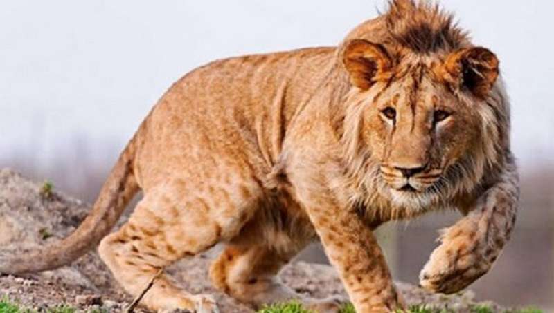 5 animali ibridi che non sapevi esistessero