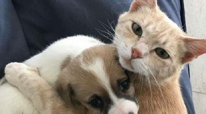 Nove diversi animali salvati da un rifugio che si innamorarono dei loro proprietari
