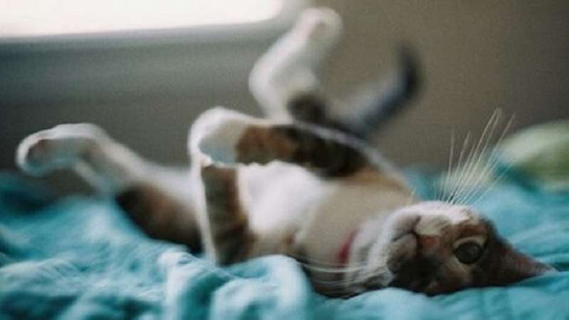 Gli scienziati sono stati in grado di dimostrare che dormire con cani e gatti nello stesso letto è molto utile