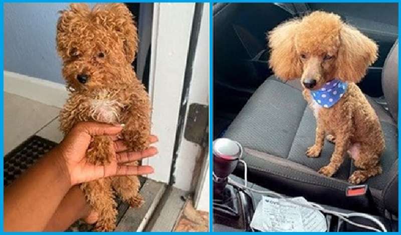 Esempi divertenti di come i proprietari hanno portato un cane dal toelettatore, ma ne hanno ricevuto uno completamente diverso