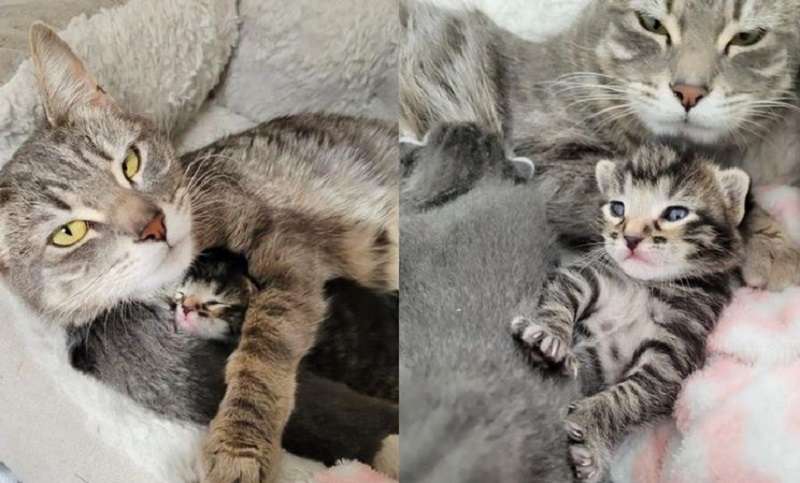 Il gatto di strada sceglie le persone di cui fidarsi con i gattini appena nati e partorisce nel cortile di casa