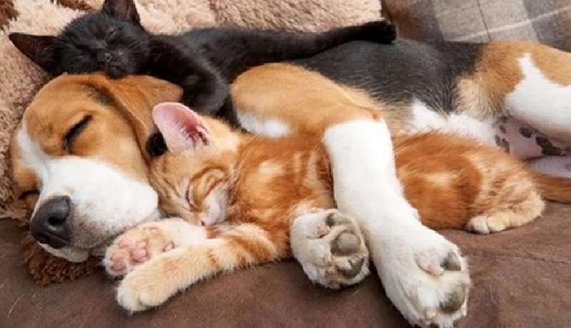 12 foto che dimostrano l'esistenza dell'amicizia tra gli animali