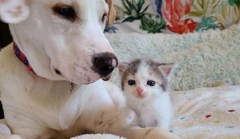 Il gattino solitario del cortile trova il cane come amico