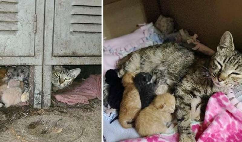 L'uomo è entrato nel magazzino e c'è un gatto con dei gattini che devono essere salvati