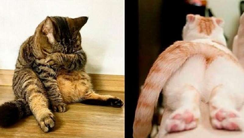 I gatti sono creature vulnerabili che sono maestri nell'essere offesi.