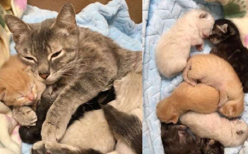 Un gatto con dei gattini è stato abbandonato in un trasportino sul ciglio della strada. I buoni vicini non sono passati …