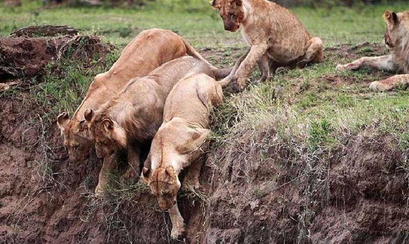 Un leoncino cadde in un burrone e scivolò sempre più in basso