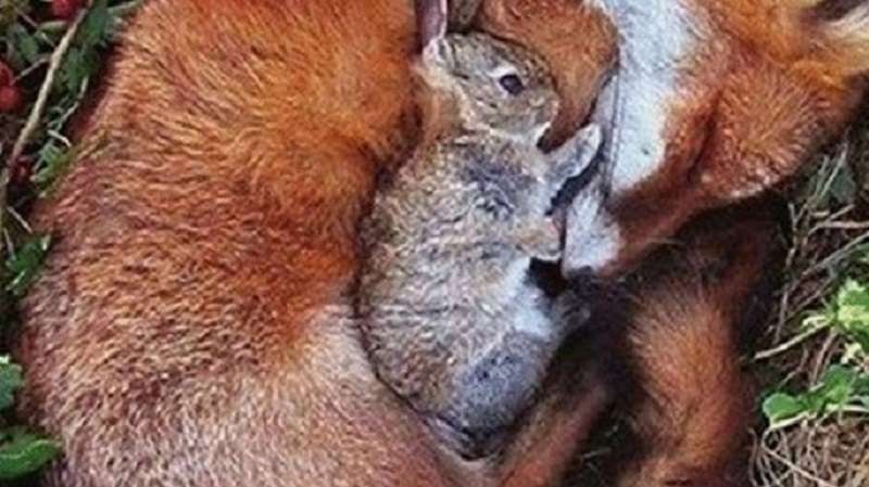15 foto dal mondo animale e casi insoliti di amicizia in esso