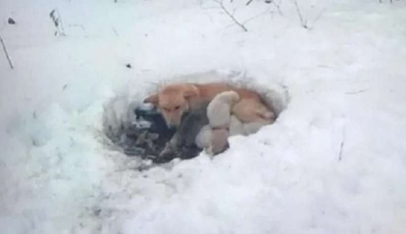 Il cane è rimasto sulla neve con i cuccioli per 3 settimane, fino all'arrivo delle persone