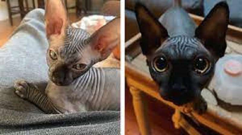 Sembrano provenire da un altro pianeta, ma che begli uomini: 18 foto di affascinanti gatti Sphynx