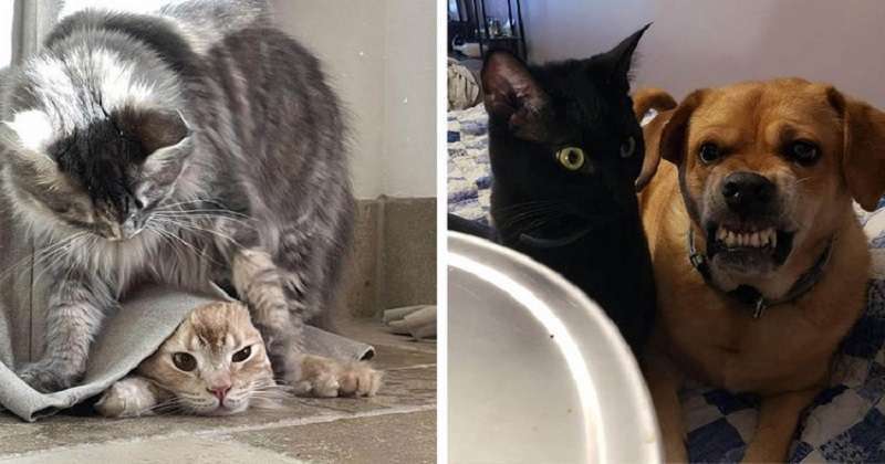 E come vanno d'accordo? 16 foto di animali domestici che hanno un rapporto “alto” con i parenti
