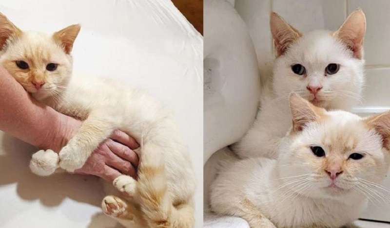 Hanno vagato insieme e sono felici di essere di nuovo insieme, ma già in una casa calda.