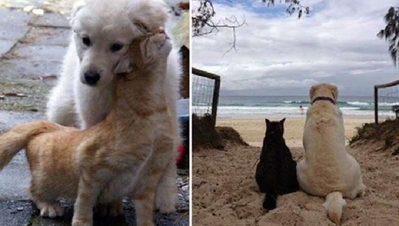 15 gatti innamorati dei cani