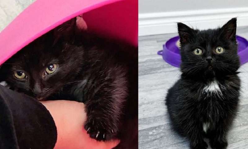 Il figliol prodigo è stato trovato per strada al freddo e ora si è riunito alla sua prole e alla sua mamma