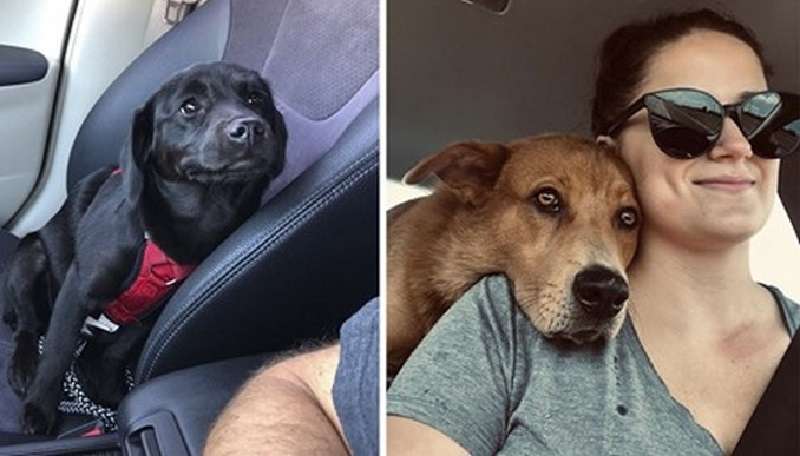 Una dannata dozzina di animaletti che hanno la fortuna di trovare la loro felicità in una nuova casa