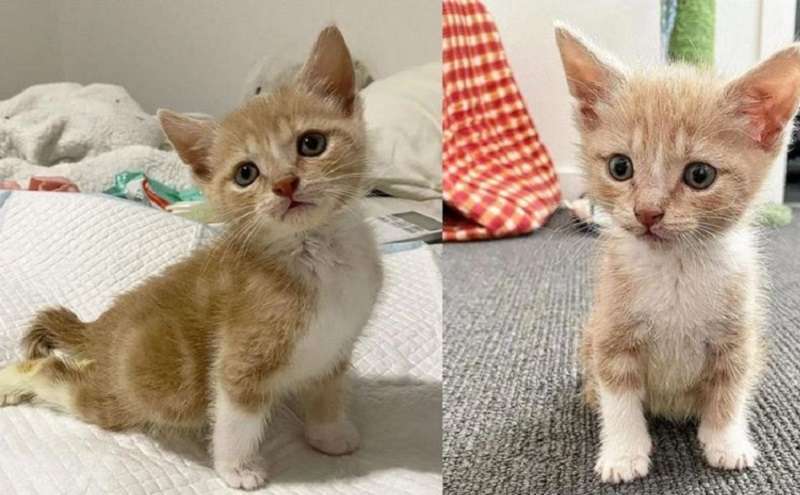 Kitten vuole essere costantemente in movimento e camminare di nuovo in piedi