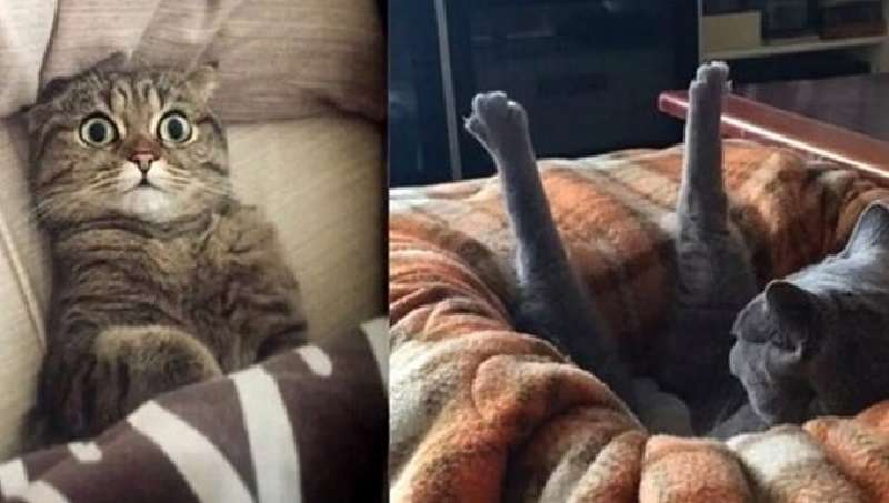 Allora, com'è vivere con un gatto? 12 foto divertenti