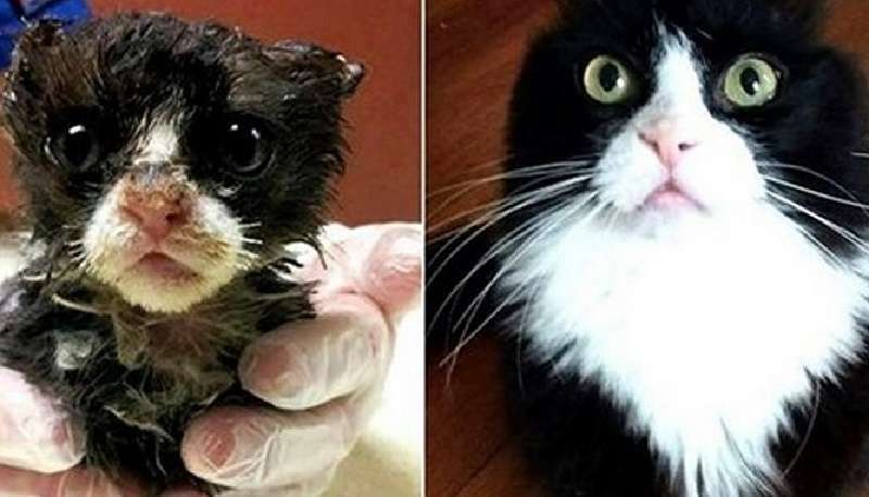 Come è cambiata la vita dei gatti trovati per strada