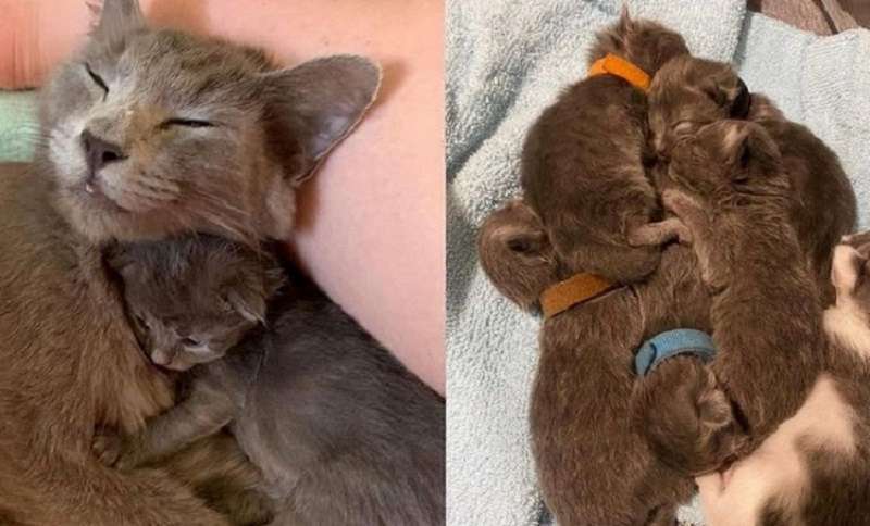 Cat sopravvive con sei gattini in una discarica mentre stanno arrivando i soccorsi