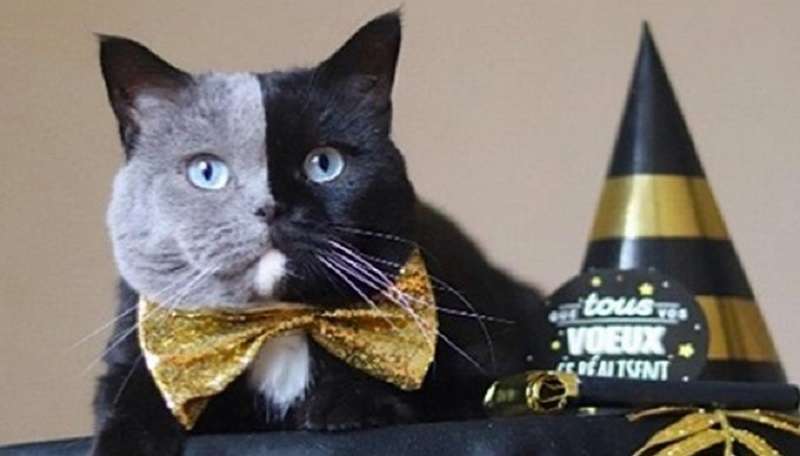 Il gatto francese “a due facce” è diventato padre