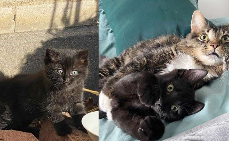 Il gattino del cortile ora è in buone mani, o meglio, le zampe di un amico gatto