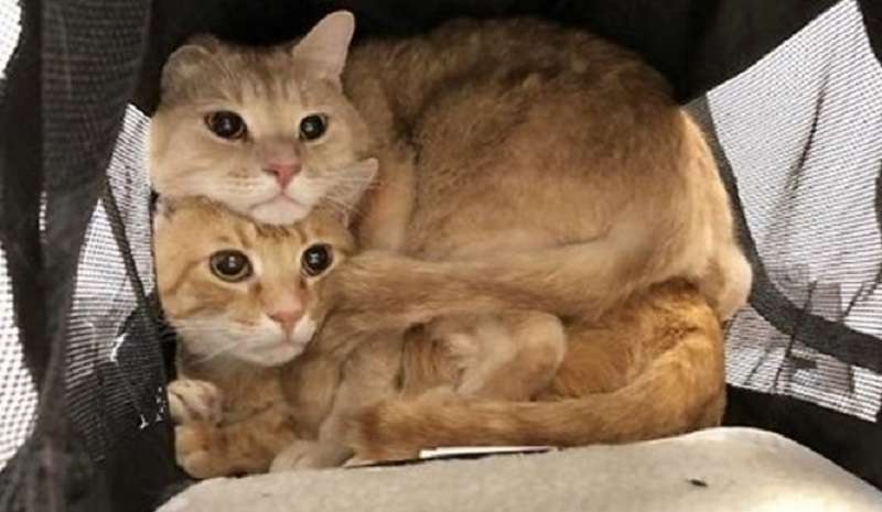 10 foto della vita divertente e imprevedibile dei gatti