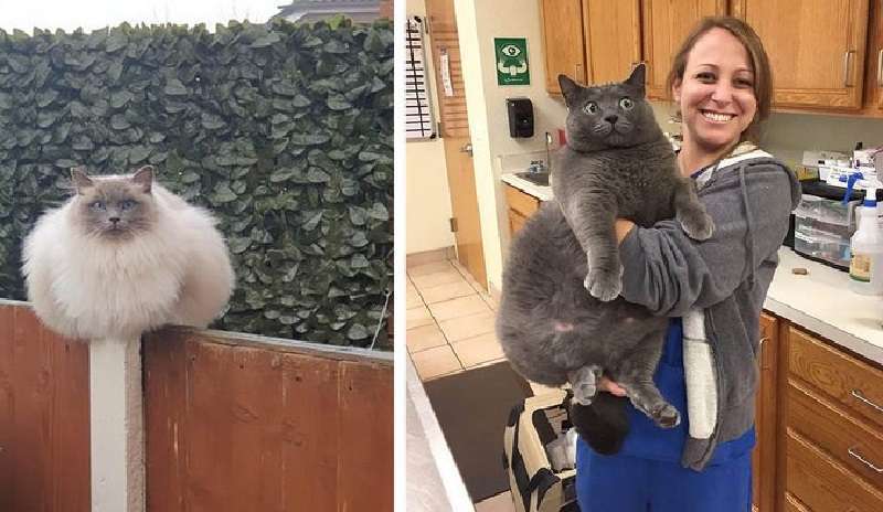 Per niente gatti piccoli – 16 foto di uomini sani nel mondo dei gatti