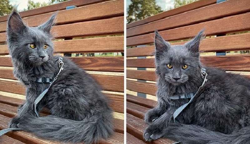 Kefir, spostati! Maine Coon Vincent – il nuovo idolo del pubblico!