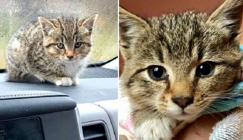 Un gattino bagnato si è seduto nel parcheggio e ha pianto, chiedendo aiuto ai passanti.