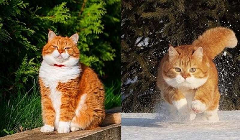 Un caso unico in cui il proprietario del gatto più bello è un fotografo professionista