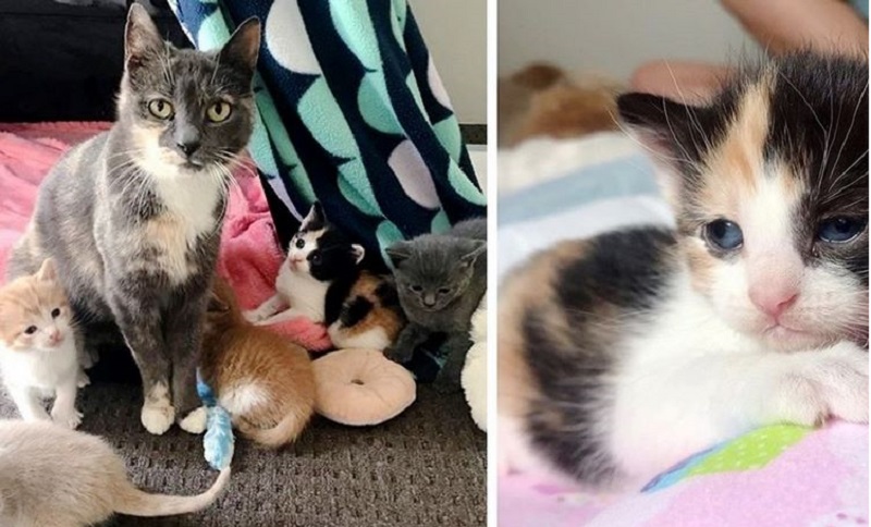 Un gatto randagio ha trovato un rifugio per i gattini nel cortile di casa e le loro vite sono cambiate per sempre