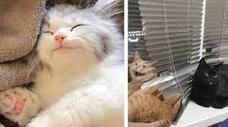 Attori che ANCORA non hanno un Oscar – 18 foto di animali