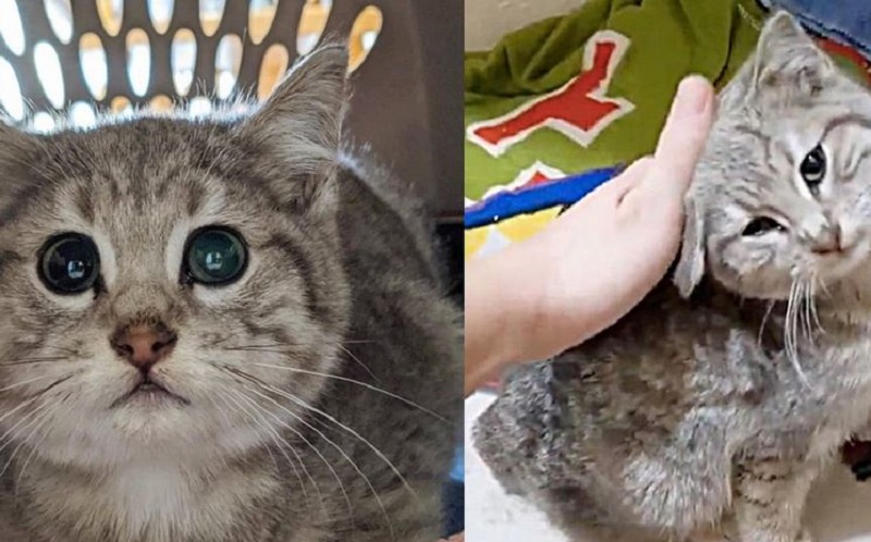 Il gattino stava congelando vicino all'università finché non l'hanno trovato. E un giorno decise che voleva affetto