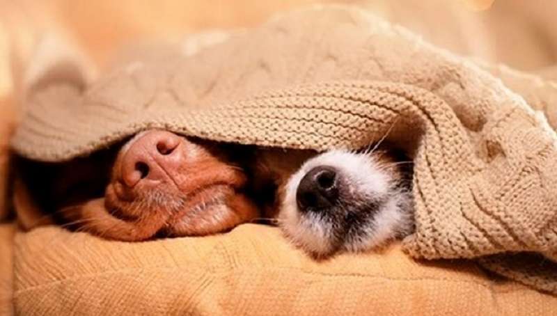 Sono venuti, hanno visto, hanno conquistato: perché i cani amano così tanto dormire sul letto?