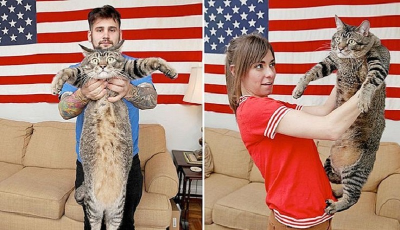 Un gatto enorme è caduto in buone mani!