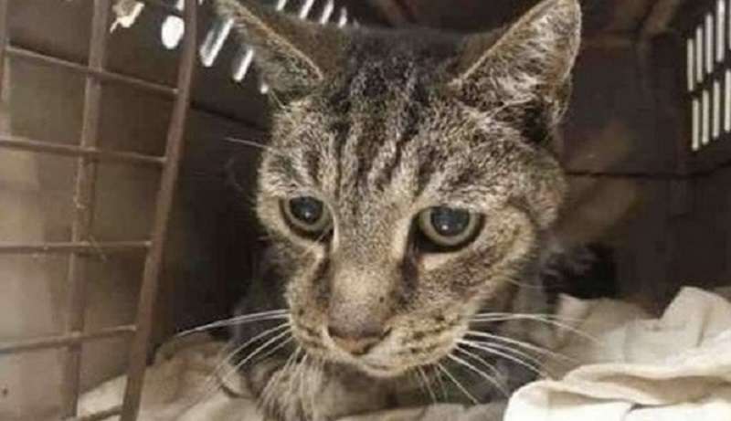 Separazione di 7 anni: la straordinaria storia del gatto Chebon