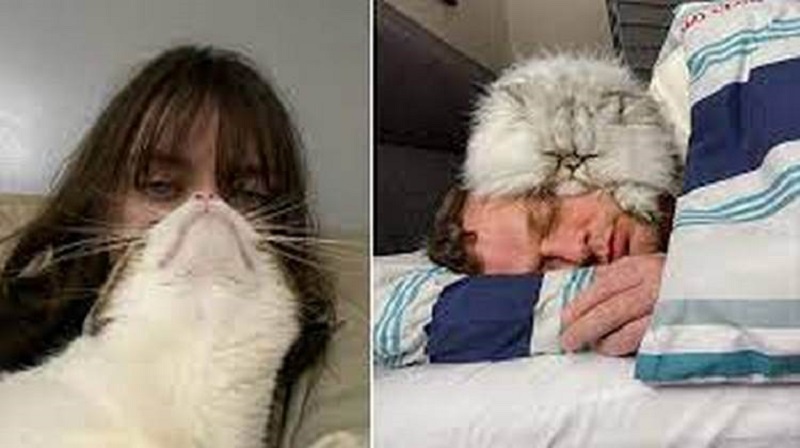 Grumi assonnati che vogliono dormire sul proprietario e solo sul proprietario, anche se loro stessi sono tre volte più grandi di lui – 16 foto