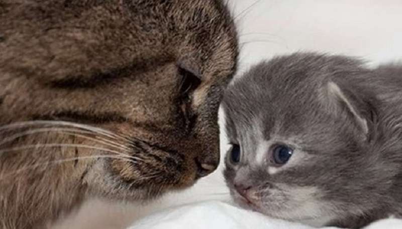 Alcune prove inconfutabili che i gatti siamo noi, solo nei cappotti di lana