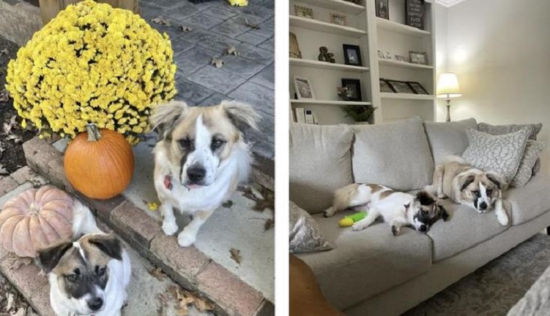 Il proprietario ha adottato un amico per un cane cieco da un rifugio – e inaspettatamente ha riunito la famiglia