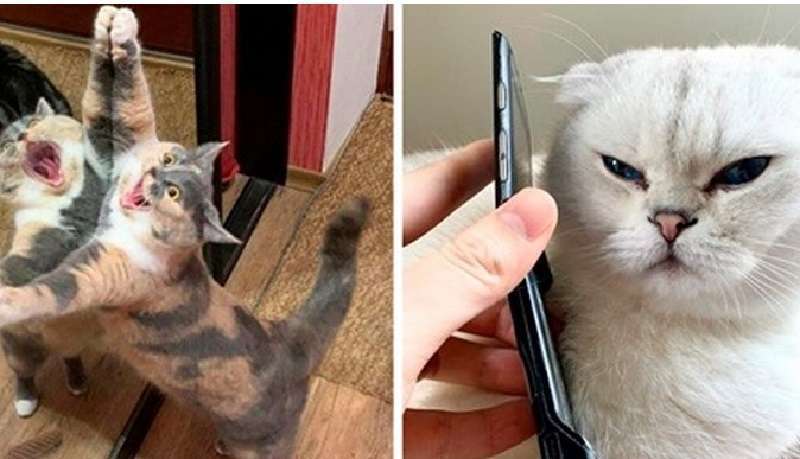 14 animali così commoventi che Oscar piange per loro