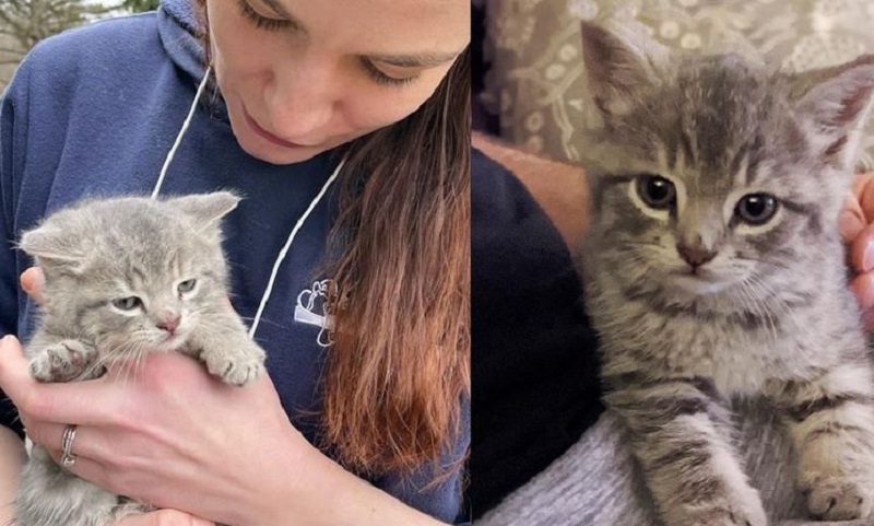 Il gattino era seduto in mezzo alla strada in attesa che la persona giusta lo prendesse.