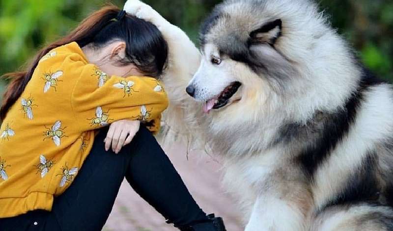 I cani adorano i loro padroni. Foto che riflettono il vero amore di un animale per una persona