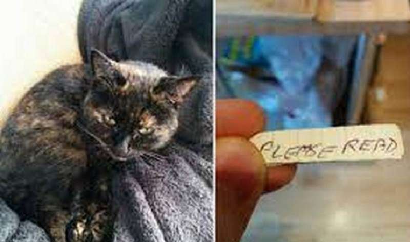 Dopo una passeggiata, il gatto è tornato con un biglietto sul colletto