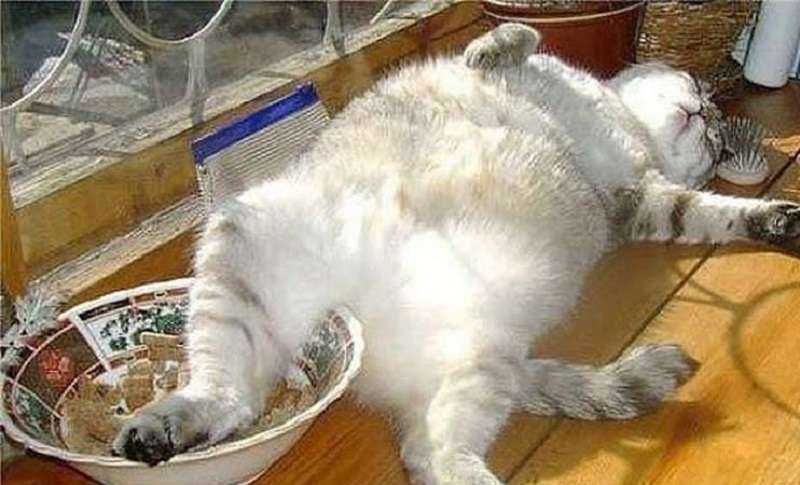 12 foto di gatti che dimostrano che l'impudenza è la seconda felicità