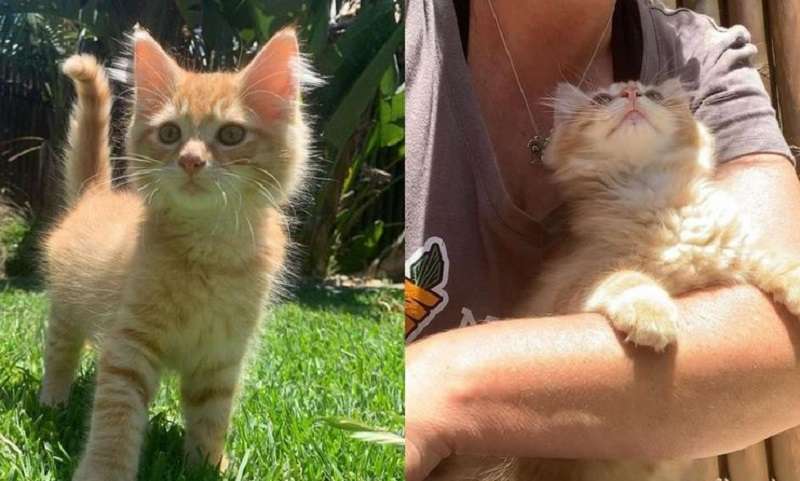 Il gattino di Yard si è rannicchiato in un angolo, nascondendosi, ma poi ha deciso che aveva ancora bisogno di abbracci e della propria casa