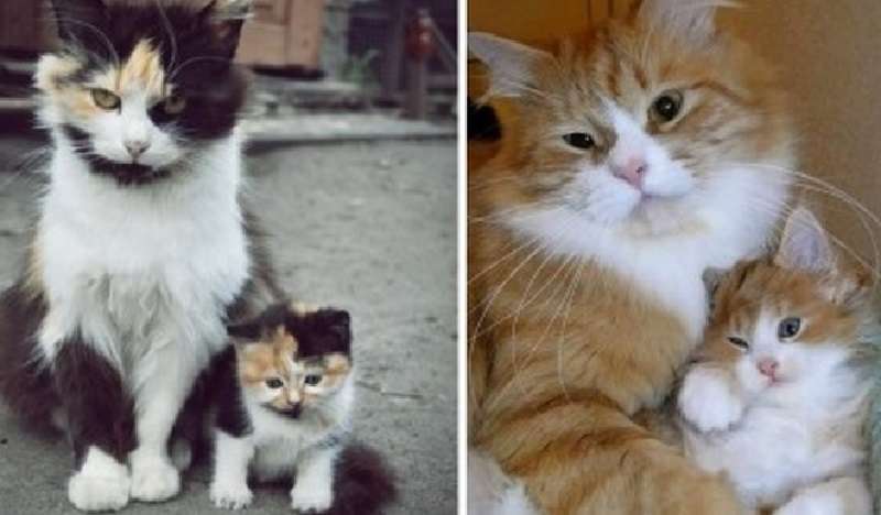 Gattini, versione 2.0 di papà e mamma. Esternamente – uno contro uno!