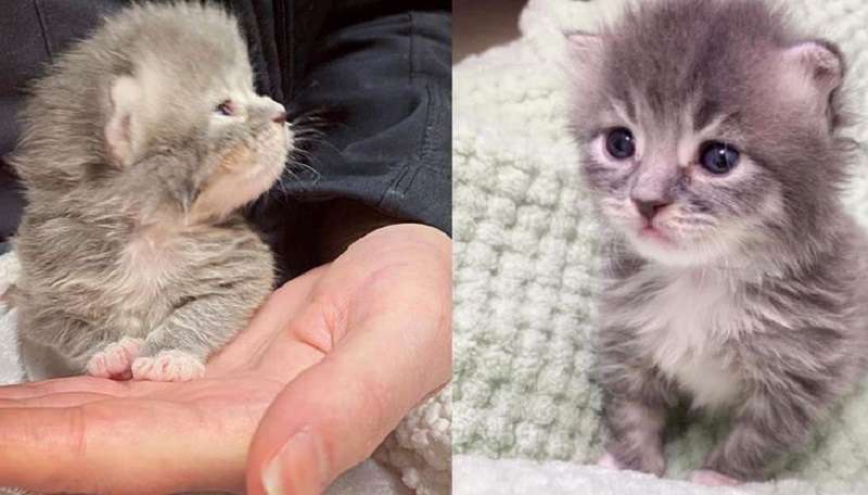 Un gattino di dieci giorni prende per mano la tata in segno di gratitudine per tutto l'aiuto