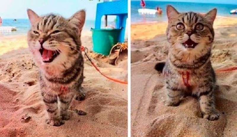 Il gatto che è andato in spiaggia per la prima volta: non trattenere un sorriso