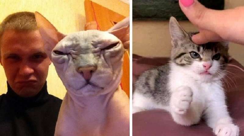 18 foto di gatti che hanno completamente dimenticato che dovrebbero essere carini